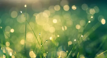 Defer Background Images for Faster Core Web Vitals